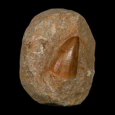 1.9" Tylosaurus Mosasaur Fossil Tooth In Matrix Upper Cretaceous Dinosaur Era COA