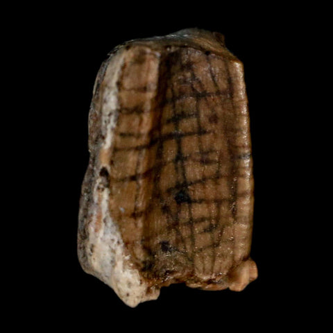 0.4" Corythosaurus Fossil  Tooth Judith River FM MT Cretaceous Dinosaur COA, Display