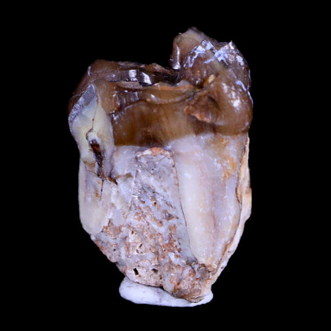 0.8" Mesohippus Fossil Jaw Teeth Three Toed Horse Oligocene Age SD Badlands COA - Fossil Age Minerals