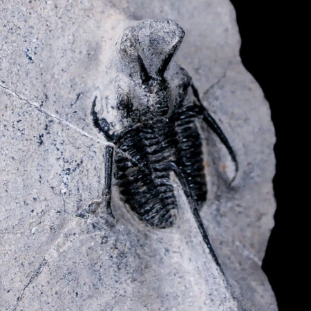 1.2" Cyphaspis Tafilalet Walteri Horned Devil Trilobite Fossil Devonian Age COA