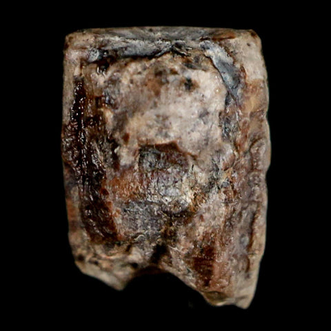 0.4" Corythosaurus Fossil  Tooth Judith River FM MT Cretaceous Dinosaur COA, Display