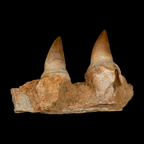 4" Mosasaur Prognathodon Fossil Teeth Jaw Section Cretaceous Dinosaur Era COA