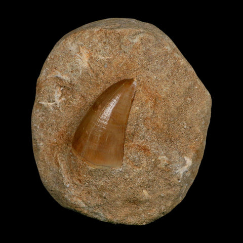 1.9" Tylosaurus Mosasaur Fossil Tooth In Matrix Upper Cretaceous Dinosaur Era COA