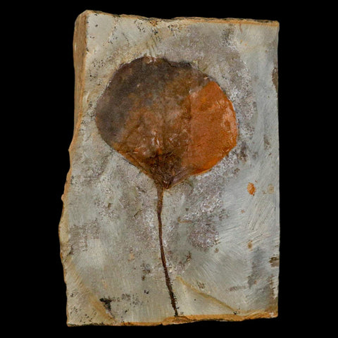 2.8" Zizyphoides Flabellum Fossil Plant Leaf Fort Union Glendive MT Paleocene Age
