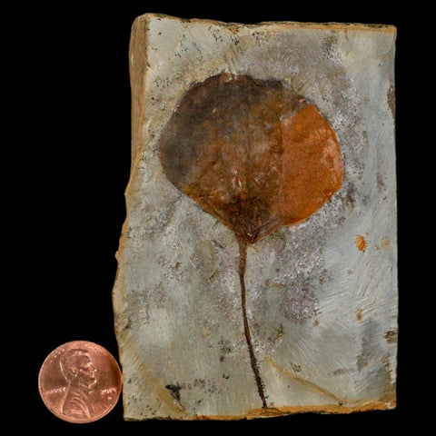 2.8" Zizyphoides Flabellum Fossil Plant Leaf Fort Union Glendive MT Paleocene Age
