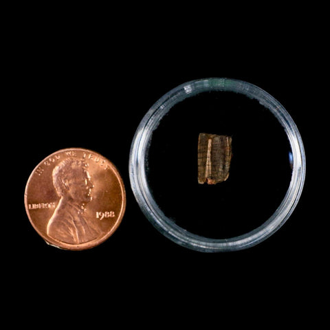 0.4" Corythosaurus Fossil  Tooth Judith River FM MT Cretaceous Dinosaur COA, Display