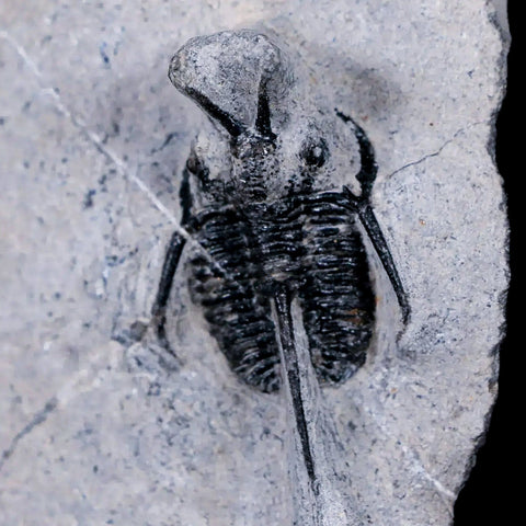 1.2" Cyphaspis Tafilalet Walteri Horned Devil Trilobite Fossil Devonian Age COA - Fossil Age Minerals