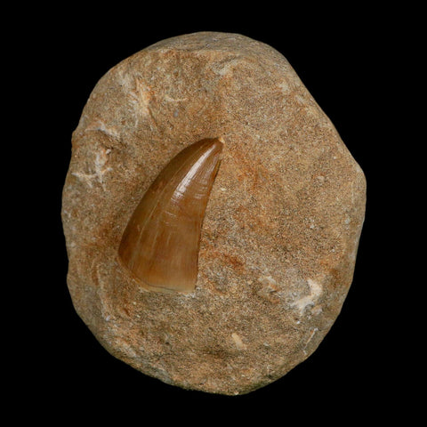 1.9" Tylosaurus Mosasaur Fossil Tooth In Matrix Upper Cretaceous Dinosaur Era COA