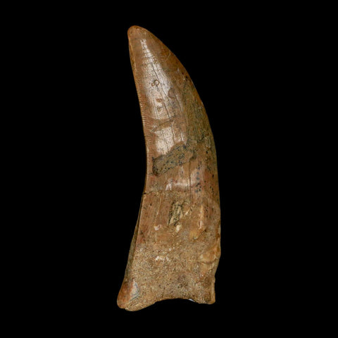 XL 3" Carcharodontosaurus Serrated Fossil Tooth Cretaceous Theropod Dinosaur COA - Fossil Age Minerals