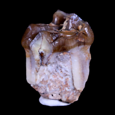 0.8" Mesohippus Fossil Jaw Teeth Three Toed Horse Oligocene Age SD Badlands COA - Fossil Age Minerals