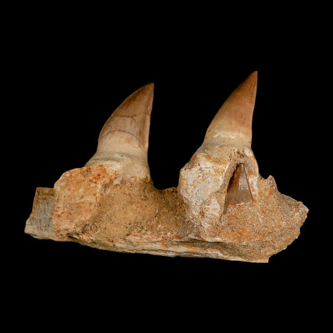 4" Mosasaur Prognathodon Fossil Teeth Jaw Section Cretaceous Dinosaur Era COA