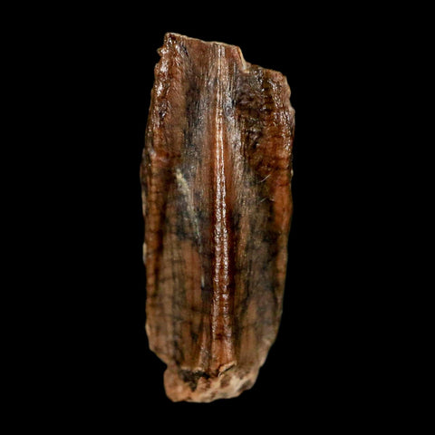 0.6" Parasaurolophus Fossil Tooth Judith River Cretaceous Dinosaur MT COA Display - Fossil Age Minerals