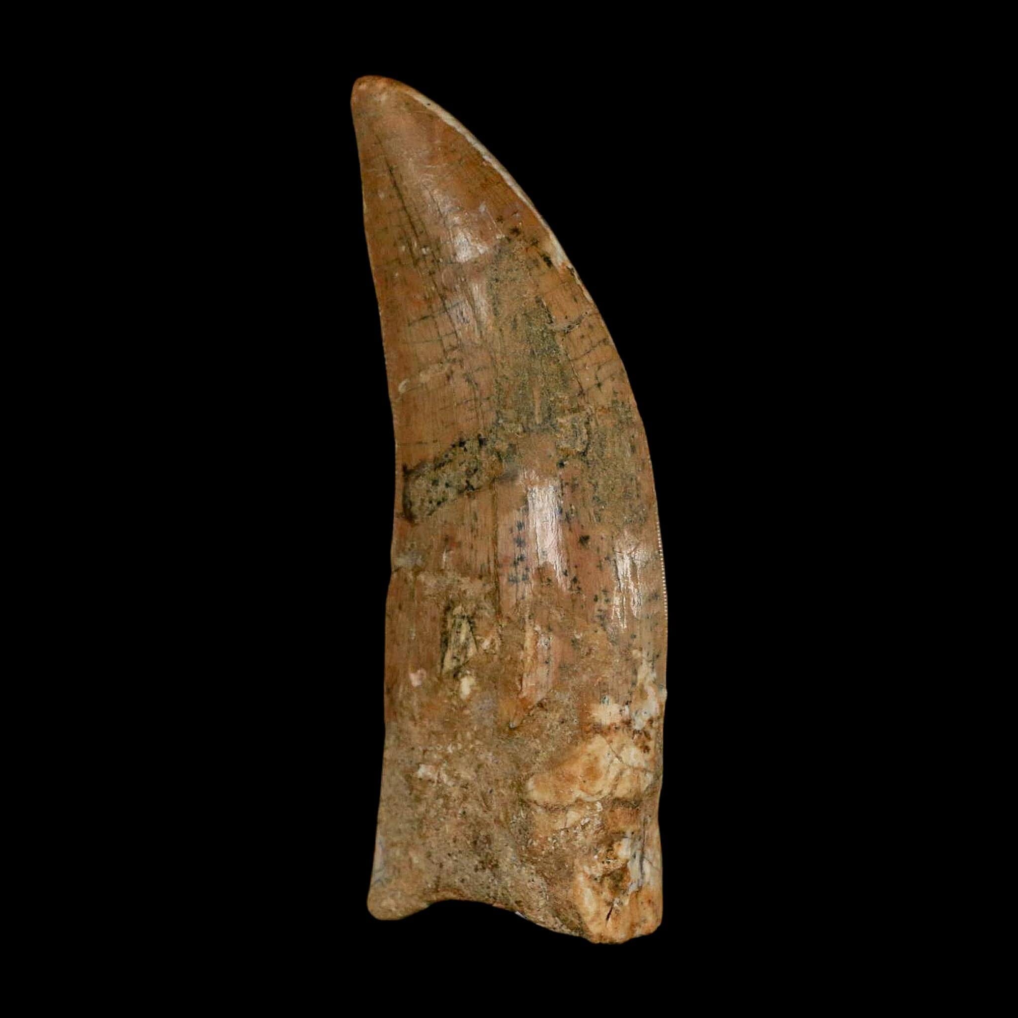 XL 3" Carcharodontosaurus Serrated Fossil Tooth Cretaceous Theropod Dinosaur COA - Fossil Age Minerals