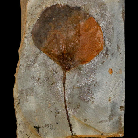 2.8" Zizyphoides Flabellum Fossil Plant Leaf Fort Union Glendive MT Paleocene Age