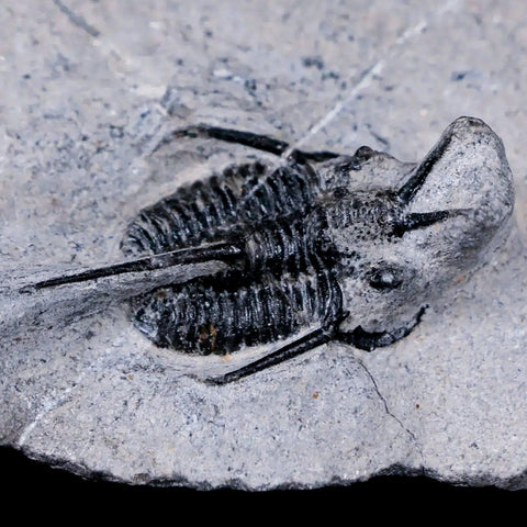 1.2" Cyphaspis Tafilalet Walteri Horned Devil Trilobite Fossil Devonian Age COA - Fossil Age Minerals