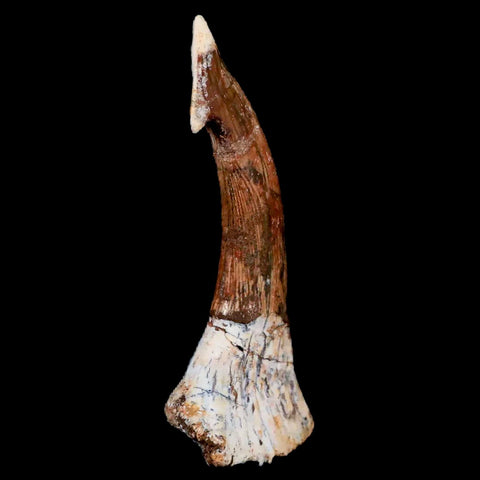 XL 2.4" Sawfish Fossil Tooth Barb Onchopristis Numidus Cretaceous Dinosaur Era COA - Fossil Age Minerals