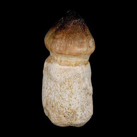2.7" Globidens Mosasaur Fossil Tooth Rooted Cretaceous Dinosaur Era COA