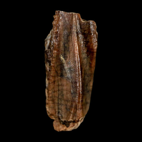 0.6" Parasaurolophus Fossil Tooth Judith River Cretaceous Dinosaur MT COA Display - Fossil Age Minerals