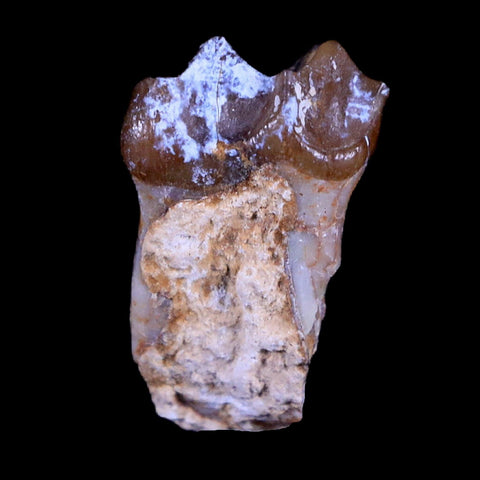 0.8" Mesohippus Fossil Jaw Teeth Three Toed Horse Oligocene Age SD Badlands COA - Fossil Age Minerals