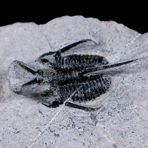 1.2" Cyphaspis Tafilalet Walteri Horned Devil Trilobite Fossil Devonian Age COA - Fossil Age Minerals