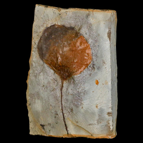 2.8" Zizyphoides Flabellum Fossil Plant Leaf Fort Union Glendive MT Paleocene Age