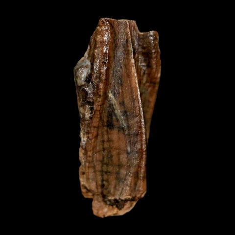 0.6" Parasaurolophus Fossil Tooth Judith River Cretaceous Dinosaur MT COA Display - Fossil Age Minerals