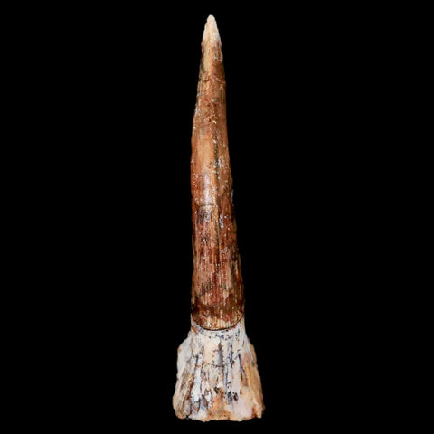 XL 2.4" Sawfish Fossil Tooth Barb Onchopristis Numidus Cretaceous Dinosaur Era COA - Fossil Age Minerals