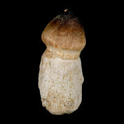 2.7" Globidens Mosasaur Fossil Tooth Rooted Cretaceous Dinosaur Era COA