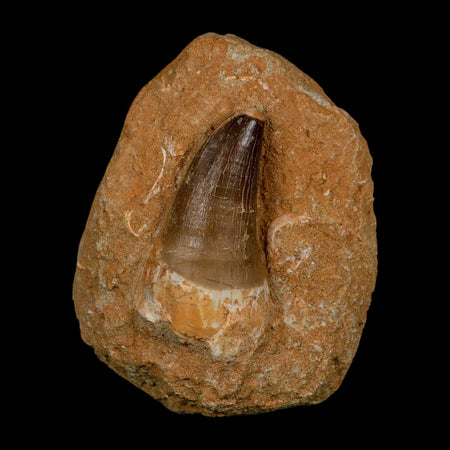 XL 2.6" Mosasaur Prognathodon Fossil Tooth In Matrix Cretaceous Dinosaur Era COA