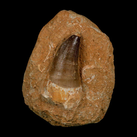 XL 2.6" Mosasaur Prognathodon Fossil Tooth In Matrix Cretaceous Dinosaur Era COA