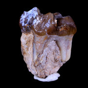 0.8" Mesohippus Fossil Jaw Teeth Three Toed Horse Oligocene Age SD Badlands COA