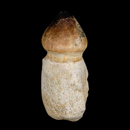 2.7" Globidens Mosasaur Fossil Tooth Rooted Cretaceous Dinosaur Era COA