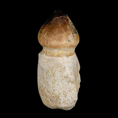 2.7" Globidens Mosasaur Fossil Tooth Rooted Cretaceous Dinosaur Era COA