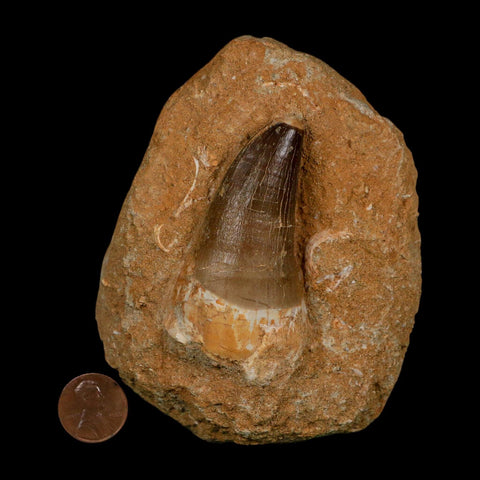 XL 2.6" Mosasaur Prognathodon Fossil Tooth In Matrix Cretaceous Dinosaur Era COA
