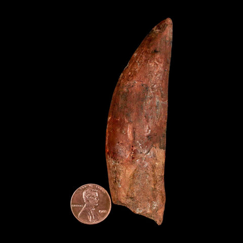 XL 3.7" Carcharodontosaurus Serrated Fossil Tooth Cretaceous Theropod Dinosaur COA - Fossil Age Minerals