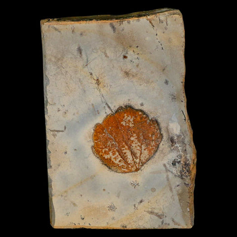 2.8" Zizyphoides Flabellum Fossil Plant Leaf Fort Union Glendive MT Paleocene Age