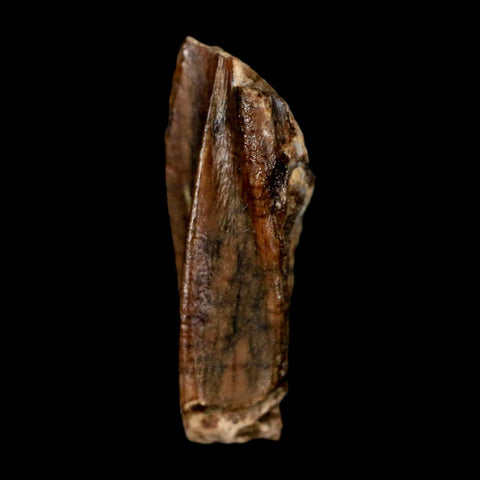 0.6" Parasaurolophus Fossil Tooth Judith River Cretaceous Dinosaur MT COA Display - Fossil Age Minerals