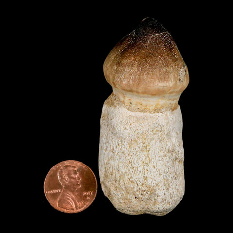 2.7" Globidens Mosasaur Fossil Tooth Rooted Cretaceous Dinosaur Era COA