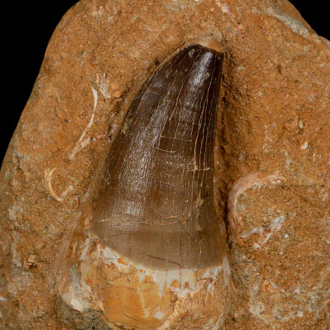 XL 2.6" Mosasaur Prognathodon Fossil Tooth In Matrix Cretaceous Dinosaur Era COA