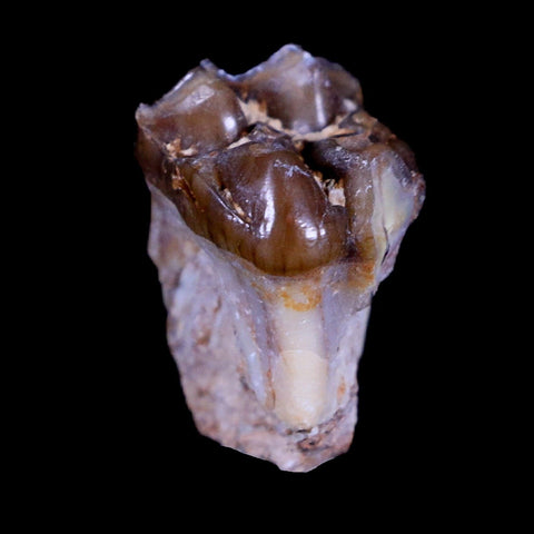 0.8" Mesohippus Fossil Jaw Teeth Three Toed Horse Oligocene Age SD Badlands COA - Fossil Age Minerals