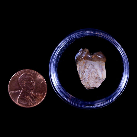 0.8" Mesohippus Fossil Jaw Teeth Three Toed Horse Oligocene Age SD Badlands COA - Fossil Age Minerals