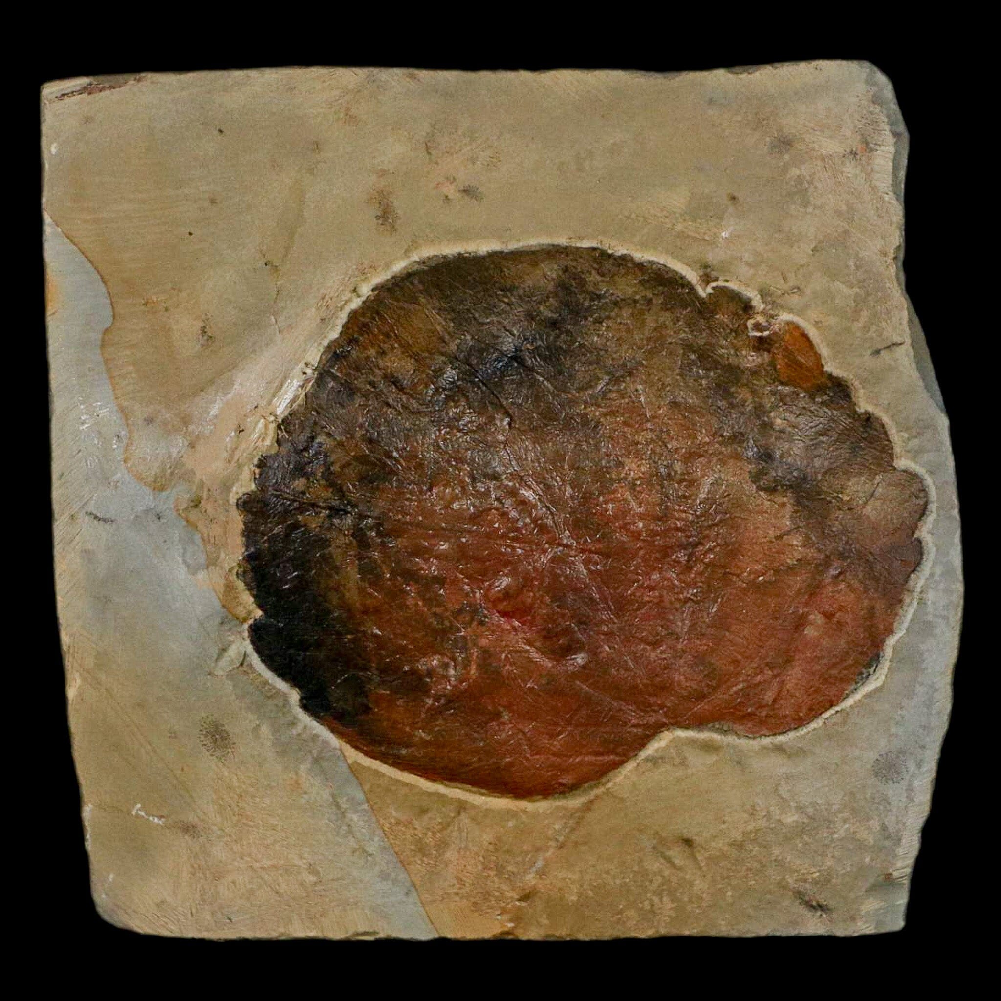 2.7" Zizyphoides Flabellum Fossil Plant Leaf Fort Union Glendive MT Paleocene Age - Fossil Age Minerals