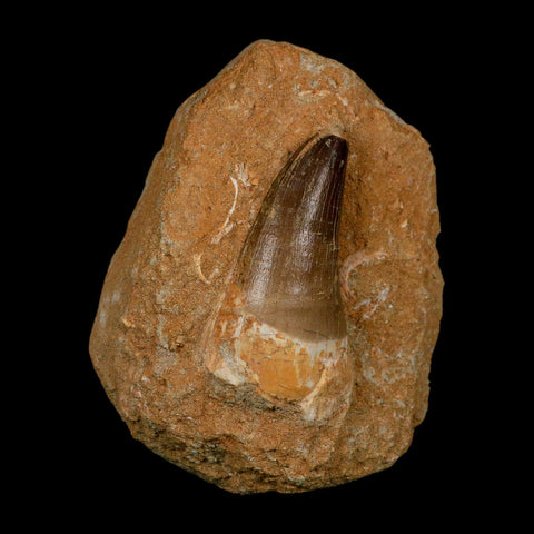 XL 2.6" Mosasaur Prognathodon Fossil Tooth In Matrix Cretaceous Dinosaur Era COA