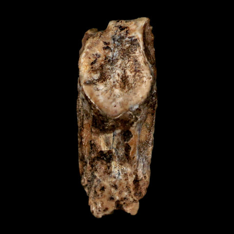 0.6" Parasaurolophus Fossil Tooth Judith River Cretaceous Dinosaur MT COA Display - Fossil Age Minerals