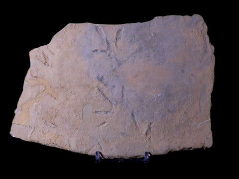 6.5" Presbyornis Sp Fossilized Bird Footprint Trackway Green River Formation Utah - Fossil Age Minerals