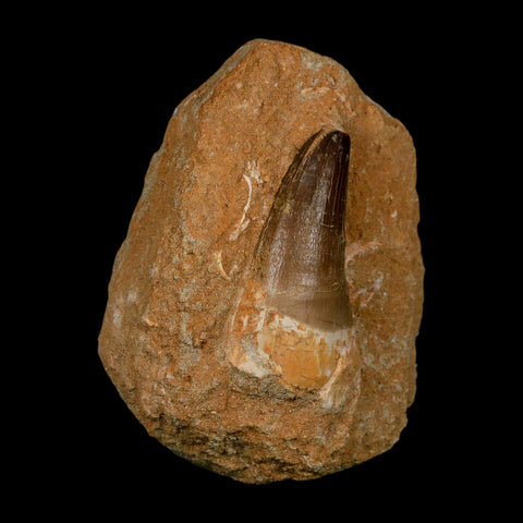 XL 2.6" Mosasaur Prognathodon Fossil Tooth In Matrix Cretaceous Dinosaur Era COA