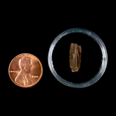 0.6" Parasaurolophus Fossil Tooth Judith River Cretaceous Dinosaur MT COA Display - Fossil Age Minerals