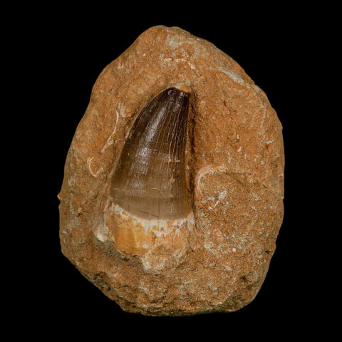 XL 2.6" Mosasaur Prognathodon Fossil Tooth In Matrix Cretaceous Dinosaur Era COA