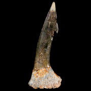 XL 2.3" Sawfish Fossil Tooth Barb Onchopristis Numidus Cretaceous Dinosaur Era COA