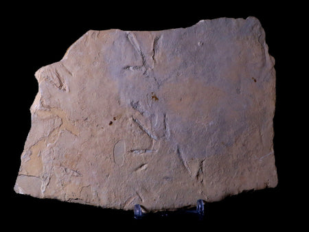 6.5" Presbyornis Sp Fossilized Bird Footprint Trackway Green River Formation Utah